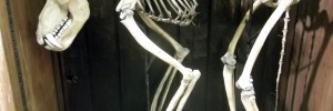 Guess the animal.