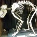 Guess the animal.
