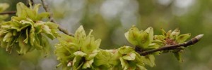 Elm seeds from FC Picture Library by Isobel Cameron