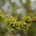 Elm seeds from FC Picture Library by Isobel Cameron