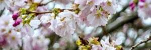 blossom_carole