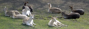 maryonanimals