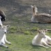 maryonanimals maryonanimals