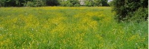 meadowsky