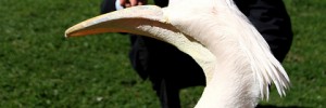 Go pelican spotting in St James Park - image by SabineThole