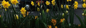 daffodils_taxi