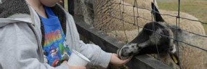 Deen City Farm, Merton by McTumshie