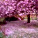 greenwich_blossom