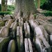 The Hardy Tree.