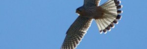 kestrel_030511