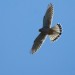 kestrel_030511 kestrel_030511