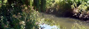 Pymmes Brook at the entrance to Arnos Park from Arnos Grove