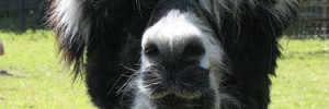 Meet this fella at Deen City Farm, open all weekend for Wandle Valley Festival. Image/McTumshie.