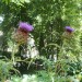 Thistle Is that a water wheel top right? Yes, indeed.