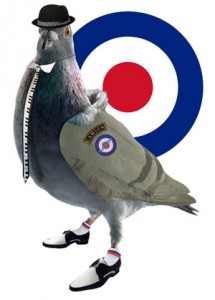 bigpigeon