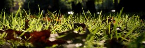grassyness