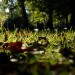 grassyness
