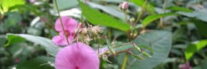 Himalayan balsam...a dangerous plant.