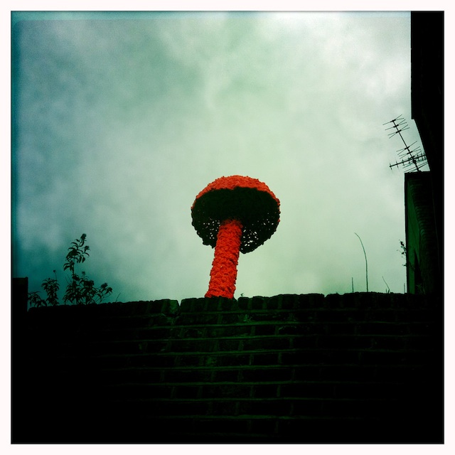 nagelmushroom