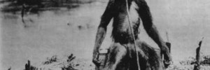 Bigfoot, or spider monkey? See Tuesday.