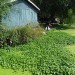 That pesky Floating Pennywort