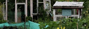 Allotment Idyll by Sabine Thoele