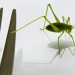 edible-insects edible-insects