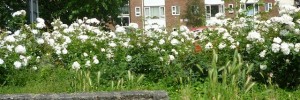 Profusion of roses