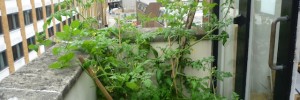 A riot of tomato plants