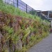 Urban greening in Holland.  Photograph by Jane Sebire.