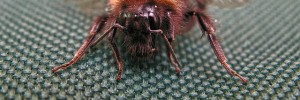 bee