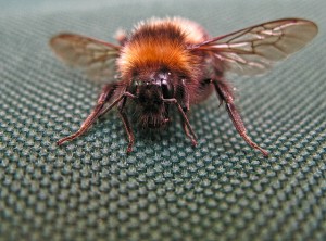 bee