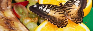 Butterfly by Mia