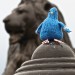 Cooey the Pigeon, © F&W Media