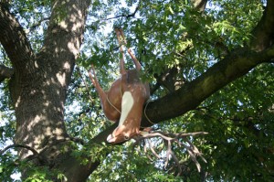 Decoy for Andian Condor by Claudia Fontes (image by visionet under creative commons)