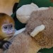 New Baby Monkey, Flame
