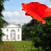 A reminder of summer, and of Armistice Day and Remembrance Sunday / photo by Laura Nolte