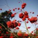 Catch the last gasp of autumn at Kew Gardens / photo James Guppy