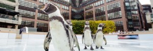 Five Humboldt Penguins take the inaugural skate on Broadgate Ice / Photo by Matt Crossick