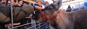 reindeerpetting