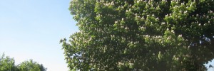 One of London's lovely horse-chestnuts. Can you identify where?