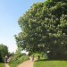 One of London's lovely horse-chestnuts. Can you identify where?