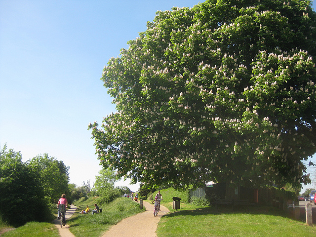treebig