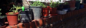 Wall garden, Balham by tezzer57