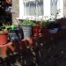 4871056665_cf7d71206b Wall garden, Balham by tezzer57