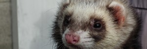 Find the ferret in Trafalgar Square / photo by kenjonbro