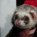 Find the ferret in Trafalgar Square / photo by kenjonbro