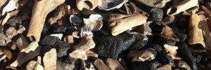 bones