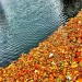 docklands_leaves_and_water