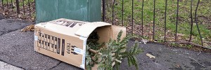 Recycle your Christmas Tree! Image by Alex Pink
